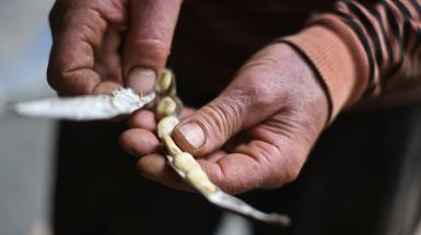 Une gousse entre les doigts d'un artisan-semencier.